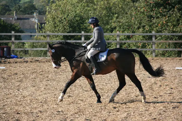 Dressage competition in the arena